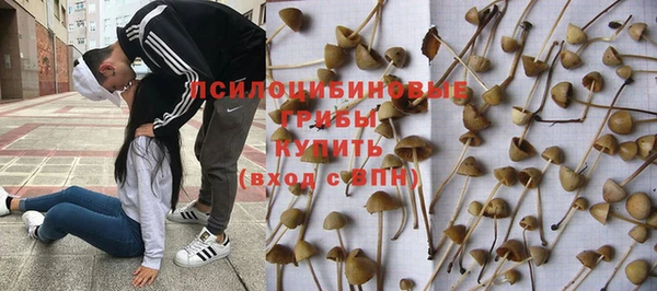 стаф Алзамай